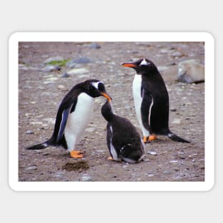 Gentoo Penguin Family Feeding Chick Sticker
